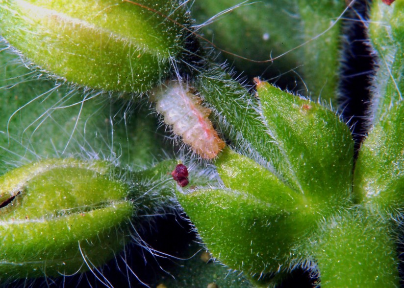 Ancora Cacyreus marshalli